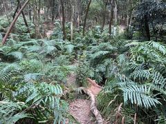 -番禺大夫山森林公园