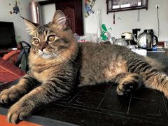 -欧奕国际动物医院