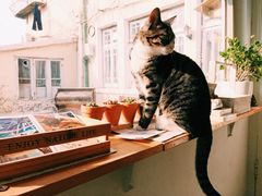 iphone_upload_pic-海边的猫和咖啡馆