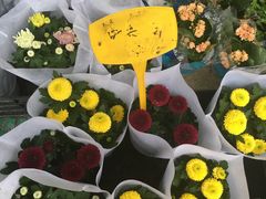 -溪岸路花鸟市场