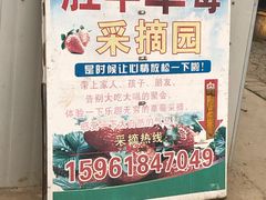 -胜丰草莓采摘园