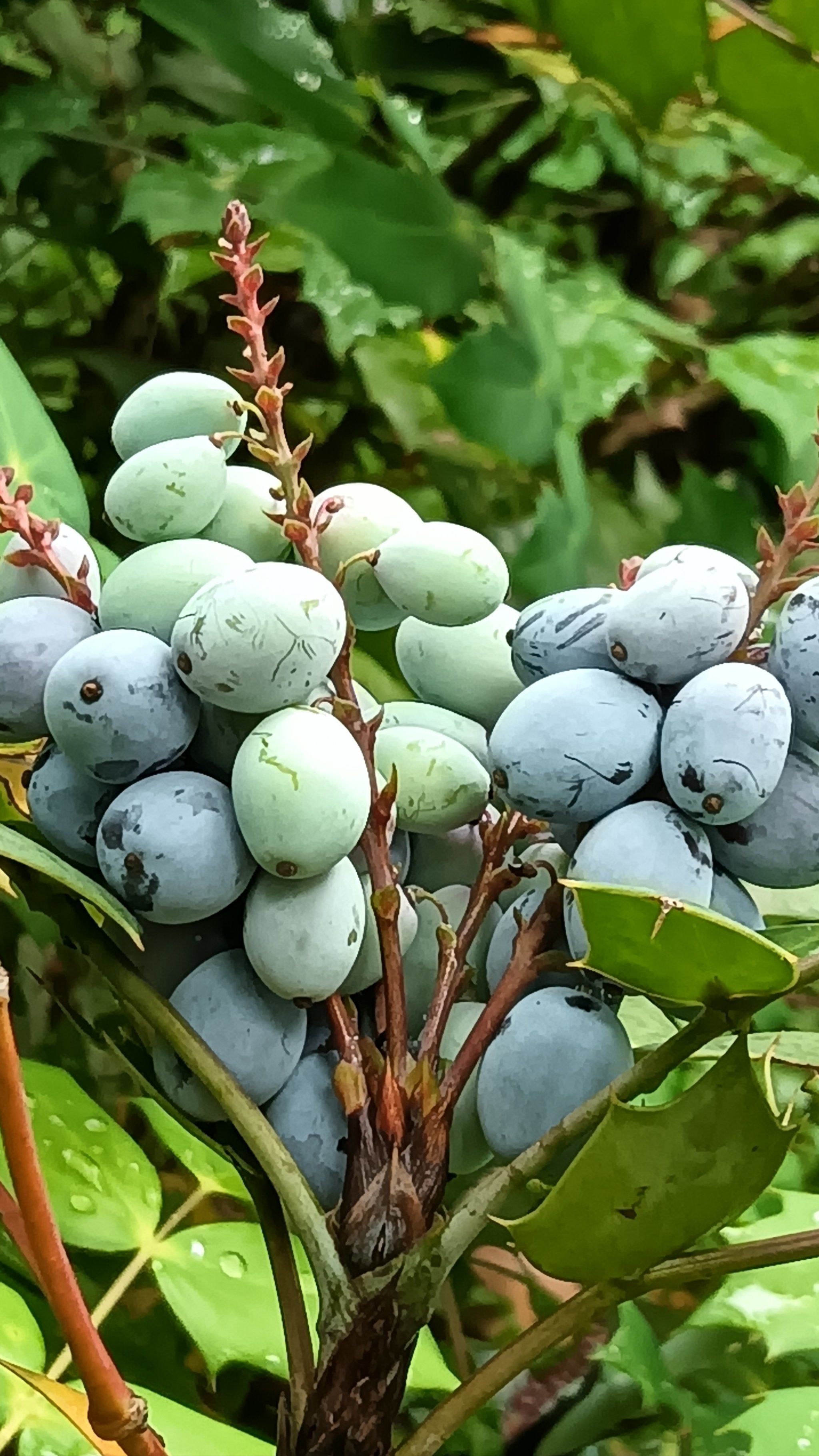 仔细看看,这是什么果啊?