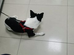 -申普宠物医院·眼科·心内科·影像科(普陀分院)