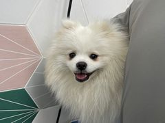 -瑞鹏宠物医院·微创内窥镜·骨外科·牙科(翠竹分院)
