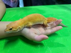 -正佳雨林生态植物园