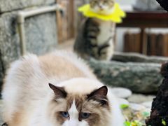 -喵屿·大理花园猫咖