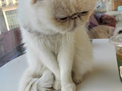 -怪兽屋·羊驼·猫咖·狗咖(俊华广场店)