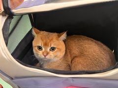 -北京观赏动物医院·24小时大型综合·猫专科·异宠专科
