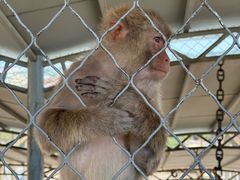 -西霞口神雕山野生动物世界