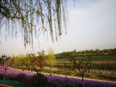 -洨河生态公园