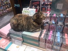 -猫的天空之城概念书店(苏州平江店)