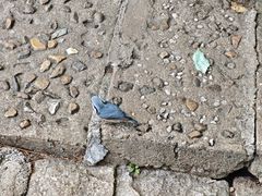 -五营红松林海景区