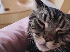 -猫和宫(六道口店)