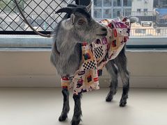 -怪兽屋·羊驼·猫咖·狗咖(俊华广场店)