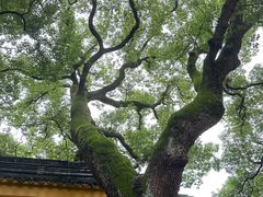 -西园戒幢律寺