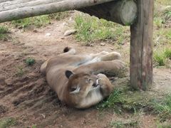 -西霞口神雕山野生动物世界