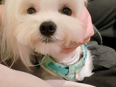 -帕帕拉兹宠物(亚洲旗舰店)