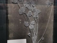 -大连自然博物馆