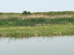 -同里国家湿地公园