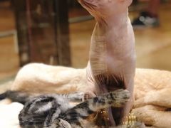 -more than meow吴止猫主题餐厅(承德 中船汇店)