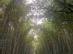 -同里国家湿地公园