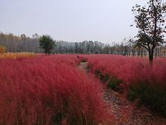 -东郊湿地公园