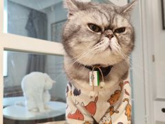 -楼上猫咖(罗湖店)
