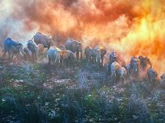 -罗红摄影艺术馆