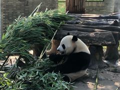 -都江堰中华大熊猫苑