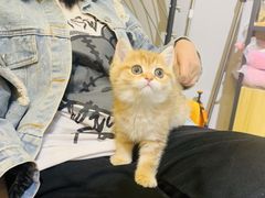 -欣宠猫屋·矮脚拿破仑·蓝金金渐层