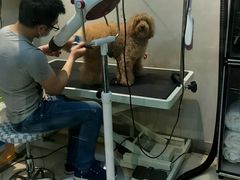 -PETKIT 小佩宠物·低压洗护·美容·寄养(安远店)