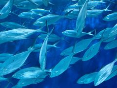 -上海海洋水族馆