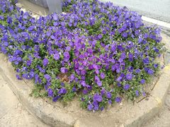 -代数学家algebraist(东吴龙湖天街店)