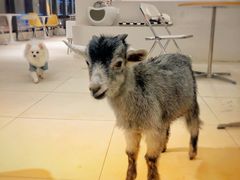 -怪兽屋·羊驼·猫咖·狗咖(俊华广场店)