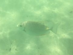 景点-东姑阿都拉曼海洋公园