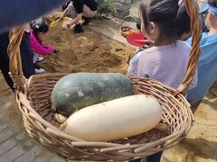 -樂桃源奉贤黄桃种植采摘基地