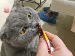 -藏猫猫咖啡主题馆(中央大道店)