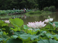 -金山公园