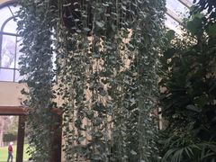 -斐兹洛伊花园