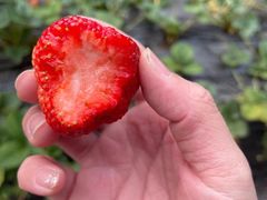 -田趣农庄草莓采摘园