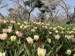 -东湖磨山景区樱花园-停车场