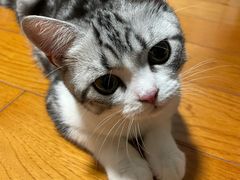 -屋虎猫馆(宝安大仟里店)