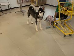 -共舞时光猫咖·狗咖(新街口店)