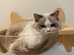 -momokira米努特·德文卷毛猫·棉花面纱犬
