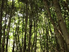 -上海海湾国家森林公园