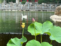 -莲湖公园