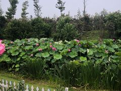 -荷兰花海