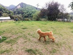 -趣多多宠物公园·宠物训犬学校·宠物寄养