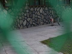 -横道河子东北虎林园