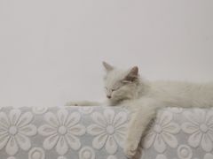 -宠福鑫康馨动物医院·骨科·眼科